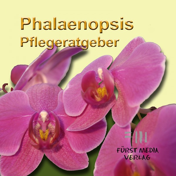Orchideenratgeber Phalaenopsis