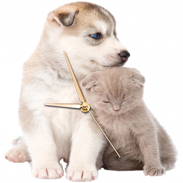 Design Wanduhr - Hunde + Katzenwelpen - Uhr sitzend